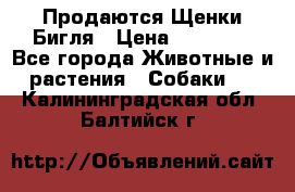 Продаются Щенки Бигля › Цена ­ 35 000 - Все города Животные и растения » Собаки   . Калининградская обл.,Балтийск г.